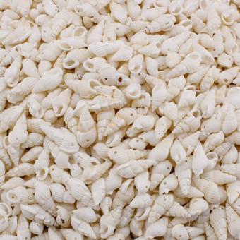 Nassa Shell Kavrulmuş Beyaz Delikli Deniz Kabuğu (50 Adet)