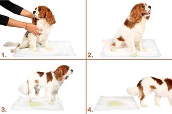 EveFix Yıkanabilir Köpek Çiş Pedi - 100 X 100 Cm 5Li Paket