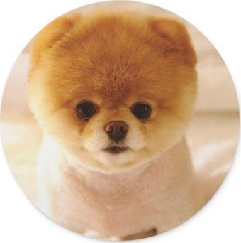 WuW Pomeranian Köpek Yuvarlak Mouse Pad