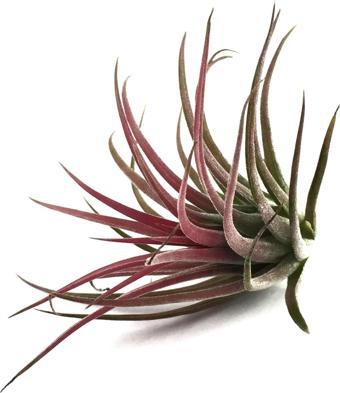 Tillandsia Ionantha (Hava Bitkisi)