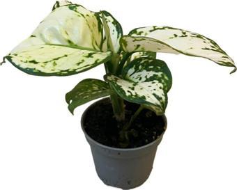 Aglaonema 'White Joy'