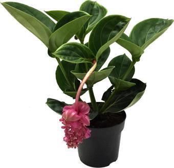 Medinilla Magnifica (Medine Gülü)
