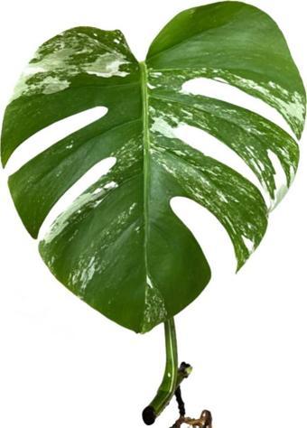 Monstera Deliciosa 'Albo Variegata' (Çelik)