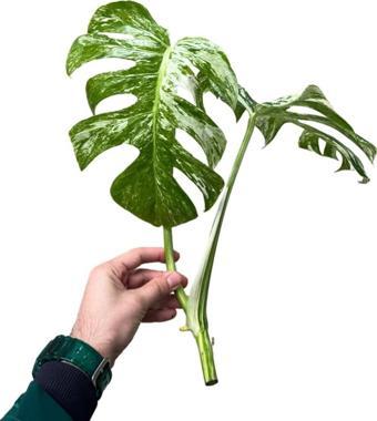 Monstera Deliciosa 'Albo Variegata' (Tepe Çelik)
