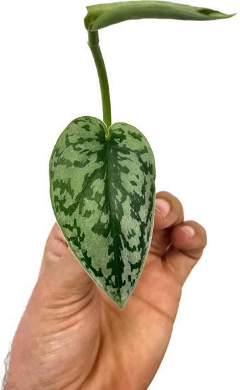 Scindapsus Pictus 'Silver Lady' (Tepe Çelik)