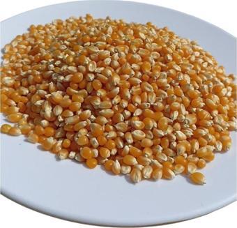 Şenler Yeni Mahsül - Cin Mısır - Popcorn - 1 Kg