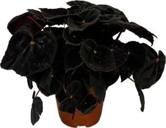 Betonish Begonia Conga (Begonya Çiçeği)