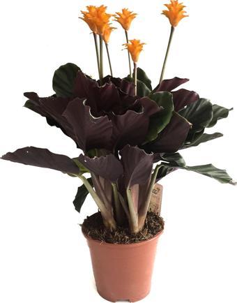 Calathea Crocata (Dua Çiçeği)