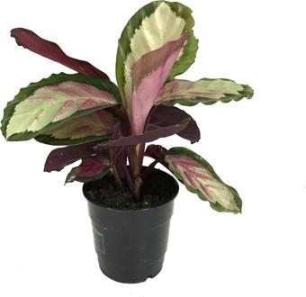 Calathea Roseopicta 'Rosy' (Dua Çiçeği)