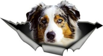 Australian Shepherd Köpek Araba Sticker 18cm