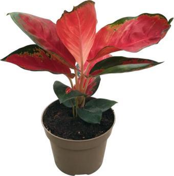 Aglaonema ‘Red Zircon’