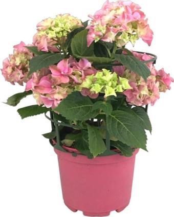 Hydrangea Macrophylla 'Pink' (Pembe Ortanca)