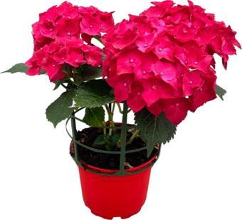 Hydrangea Macrophylla 'Red' (Kırmızı Ortanca)