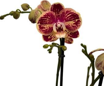 Phalaenopsis 'Spears' (Bordo Orkide)