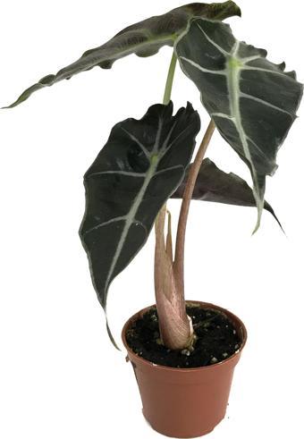 Alocasia Amazonica ‘Polly’ (Fil Kulağı)