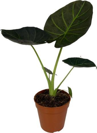 Alocasia 'Regal Shield' (Fil Kulağı)