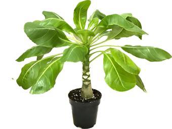 Brighamia Insignis 'Hawaiian Palm' (Hawaii Palmiyesi)