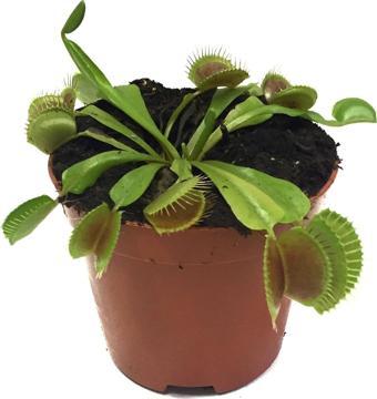 Dionaea Muscipula (Sinek Kapan)