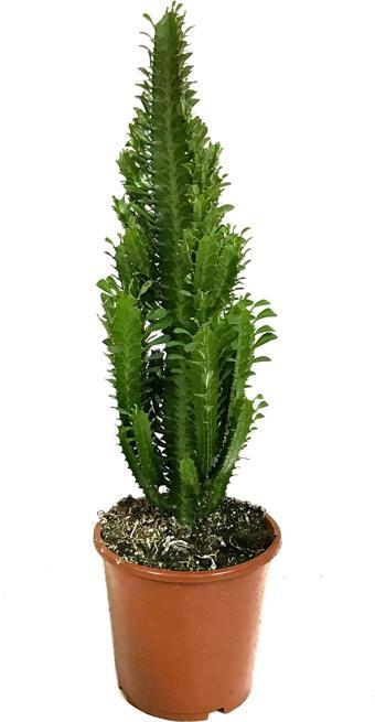 Euphorbia Trigona (Süt Ağacı)