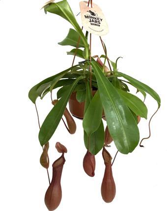 Nepenthes Alata (Su İbriği Bitkisi)