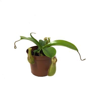Nepenthes Alata (Su İbriği Bitkisi)