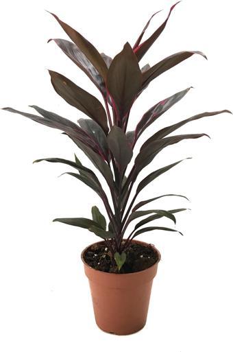 Cordyline 'Rumba' (Kordilin Çiçeği)