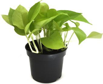 Epipremnum Aureum 'Neon' (Salon Sarmaşığı)