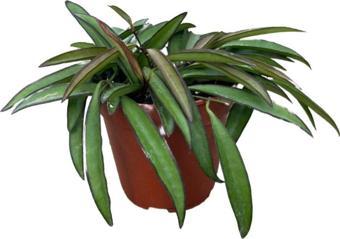 Hoya Wayetii (Mum Çiçeği)