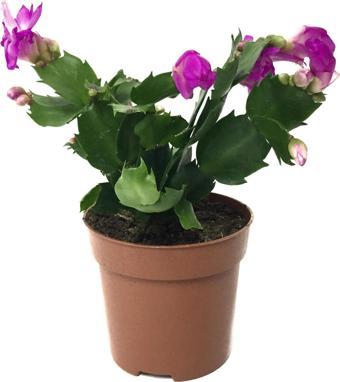 Schlumbergera 'Purple' (Yılbaşı Çiçeği)