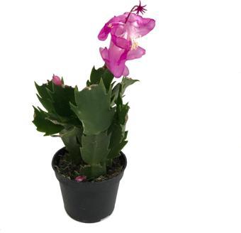 Schlumbergera 'Purple' (Yılbaşı Çiçeği)