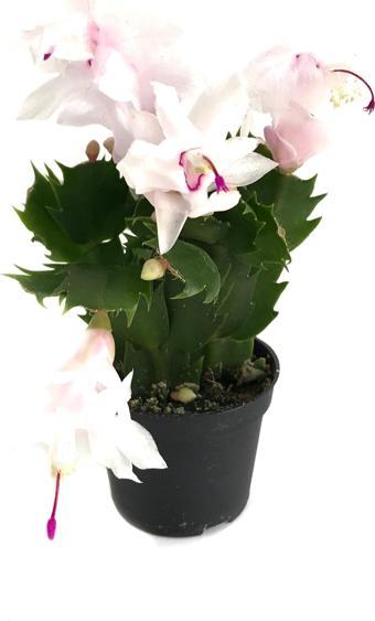 Schlumbergera 'White' (Yılbaşı Çiçeği)