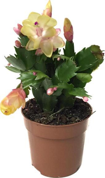 Schlumbergera 'Yellow' (Yılbaşı Çiçeği)