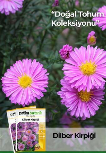 50 Adet Dilber Kirpiği (aster L.) Çiçek Tohumu 