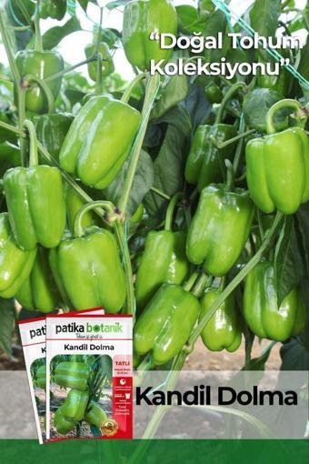 150 Adet Yerli Ata Kandil Dolma Biber Tohumu