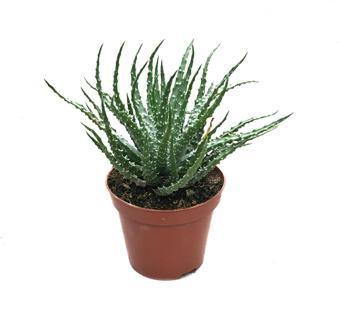 Aloe Humilis (Kaktüs)