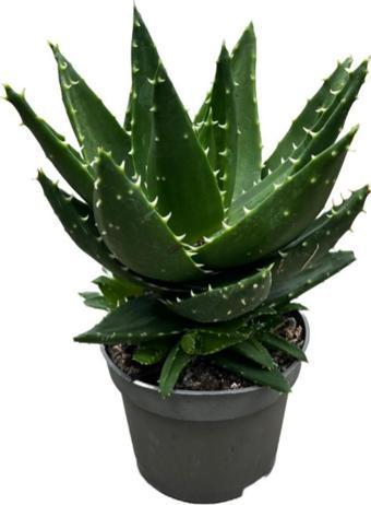 Aloe Mitriformis (Kaktüs)