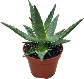 Aloe 'Thiba' (Kaktüs)