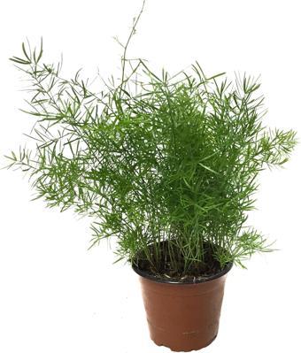 Asparagus Sprengeri (Kuşkonmaz Çiçeği)