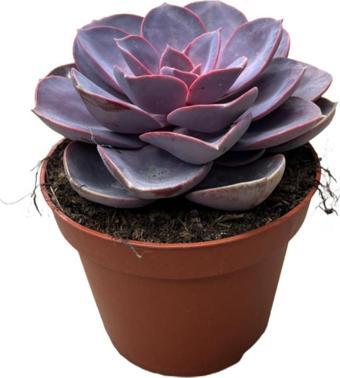 Echeveria Gibbiflora 'Purple Pearl' (Sukulent)