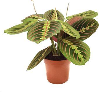 Maranta Leuconeura (Dua Çiçeği)