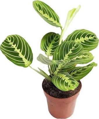Maranta Leuconeura 'Lemon Lime' (Dua Çiçeği)