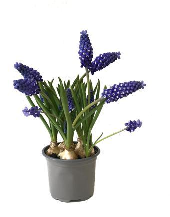 Muscari Armeniacum (Dağ Sümbülü)