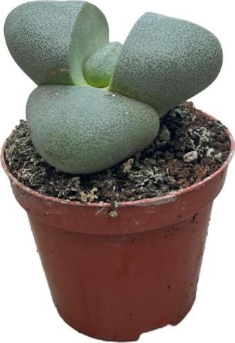 Pleiospilos Nelii (Taş Kaktüs)