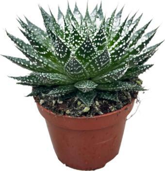 Aloe Aristata (Kaktüs)