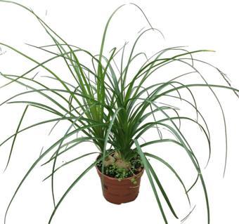 Beaucarnea Recurvata (Nolina Fil Ayağı Bitkisi)