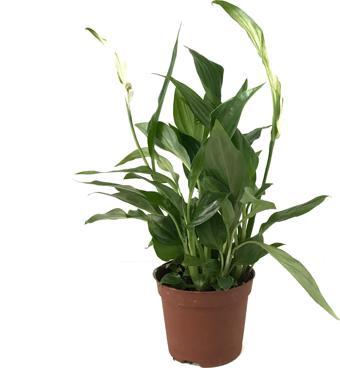 Spathiphyllum Wallisii (Barış Çiçeği)