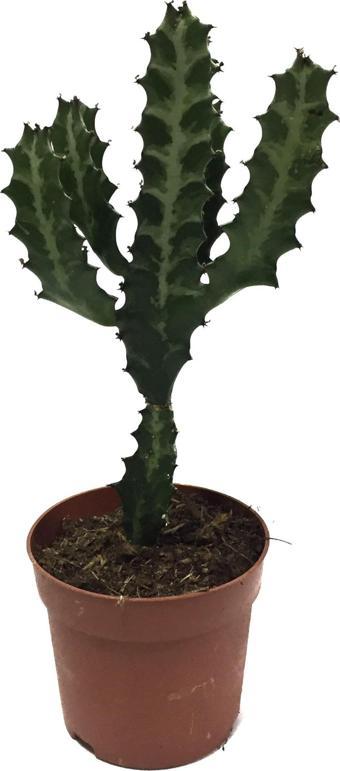 Euphorbia Trigona (Süt Ağacı)