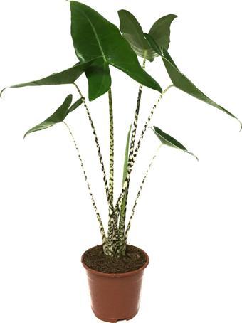 Alocasia Zebrina (Fil Kulağı)