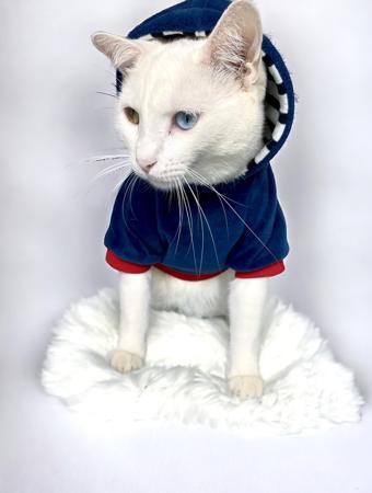 Neo Tommie Kapşonlu Kedi Sweatshirt Kedi Kıyafeti Kedi Elbisesi Kedi Giyim 