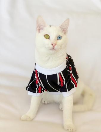 Black Red White Çizgili Oval Yaka Tişört Kedi Kıyafeti Kedi Elbisesi